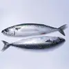 New Stock Seafrozen whole Bonito Tuna Fish 750Gup