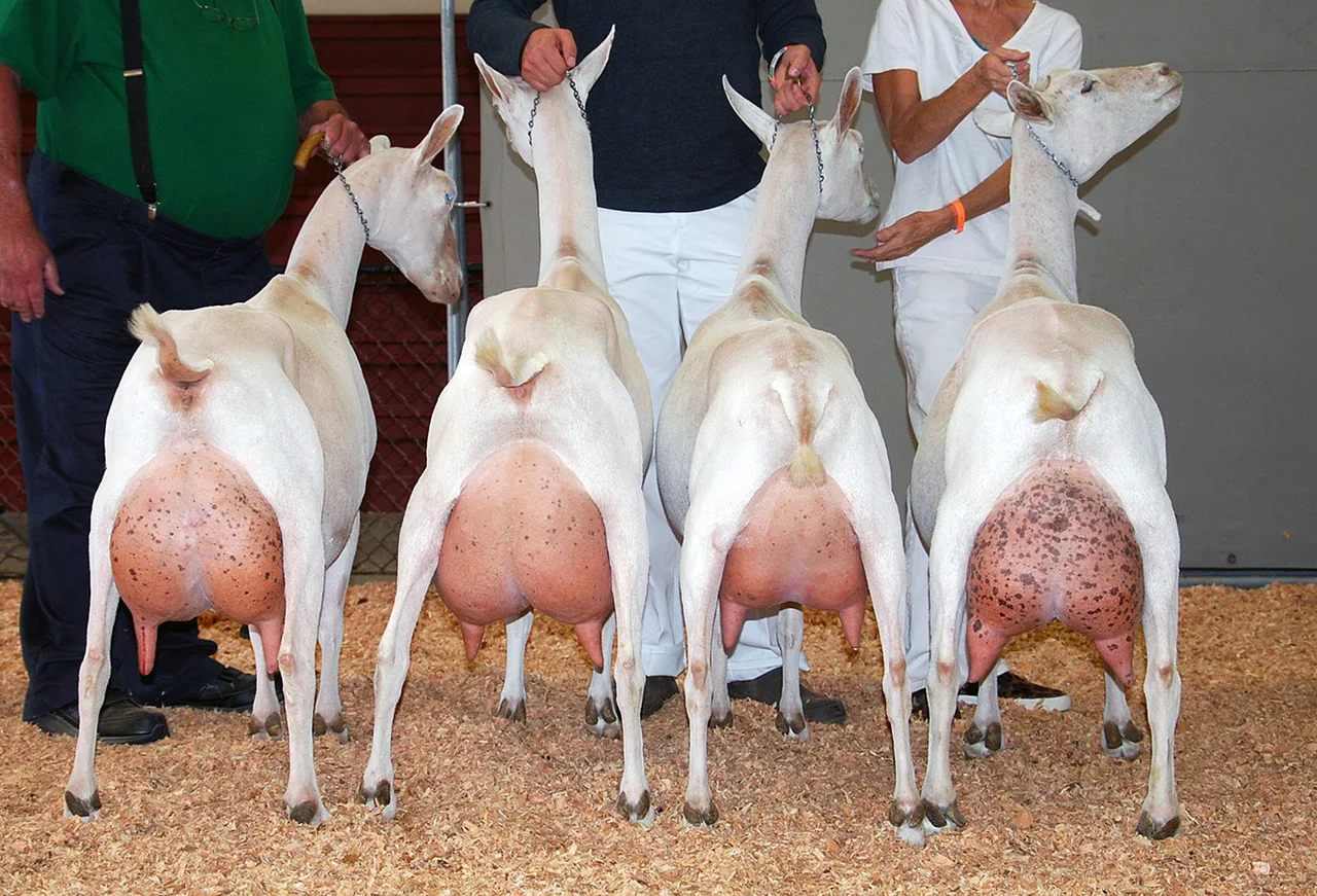boer pure breed boer goats live ,african boer local breed goat