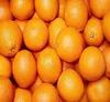 /product-detail/fresh-oranges-valencia-and-navel-fresh-orange-fresh-valencia-orange-62013356071.html