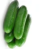 HIGH GRADE Fresh Vegetables Cucumber
