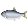 /product-detail/frozen-whole-round-sea-frozen-herring-sardine-62013973292.html