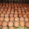 /product-detail/white-and-brown-chicken-eggs-fresh-table-eggs-for-sale-62013949198.html