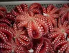 /product-detail/exported-good-quality-baby-big-size-frozen-giant-octopus-a-leg-62010488327.html