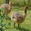 /product-detail/ostrich-chicks-red-and-black-neck-ostrich-for-sale-live-ostrich-birds-62009819192.html