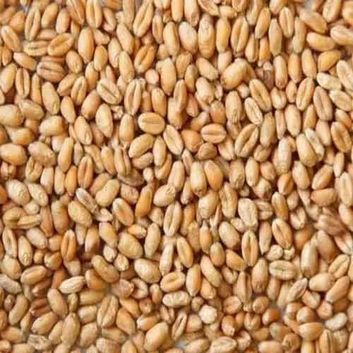 De alta calidad de grano de trigo (varios tipos; rojo duro invierno duro suave blanco para venta