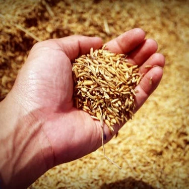 De alta calidad de grano de trigo (varios tipos; rojo duro invierno duro