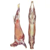 /product-detail/halal-frozen-lamb-whole-goat-meat-sheep-boneless-goat-mutton-62012235269.html