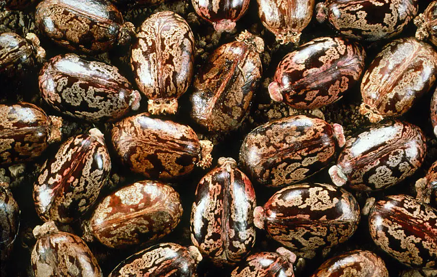 castor-oil-seeds.jpg