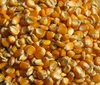 /product-detail/wholesale-price-natural-taste-dried-yellow-corn-for-animal-feed-from-ukraine-62014206093.html