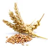 Ukrainian Golden Soft Wheat with High Gluten - Feed Wheat Grain in Bulk - Buy at Best Price Wheat