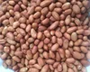 PREMIUM QUALITY PEANUT BOLD 40/45 BEST EXPORTER