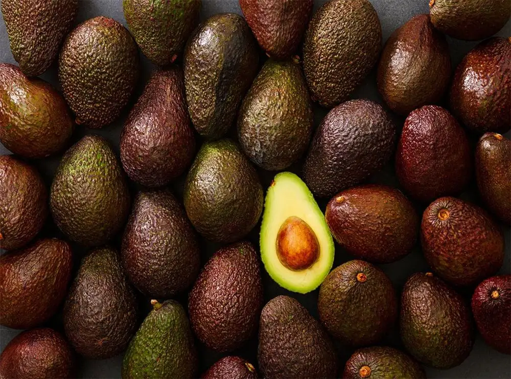 fresh avocado / hass avocado, fuerte avocado