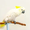 /product-detail/love-singing-canary-bird-62016603982.html