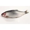 /product-detail/wholesale-frozen-herring-fish-62013685397.html