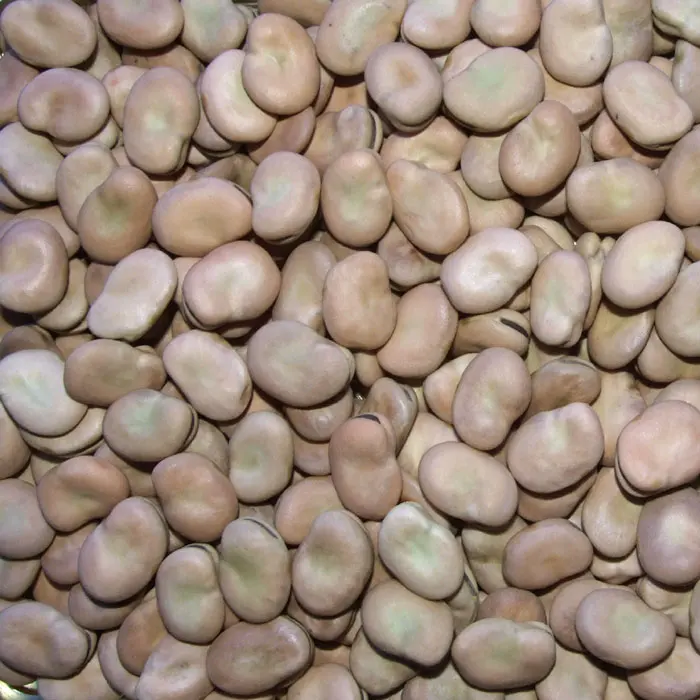 dry broad beans/faba/fava beans