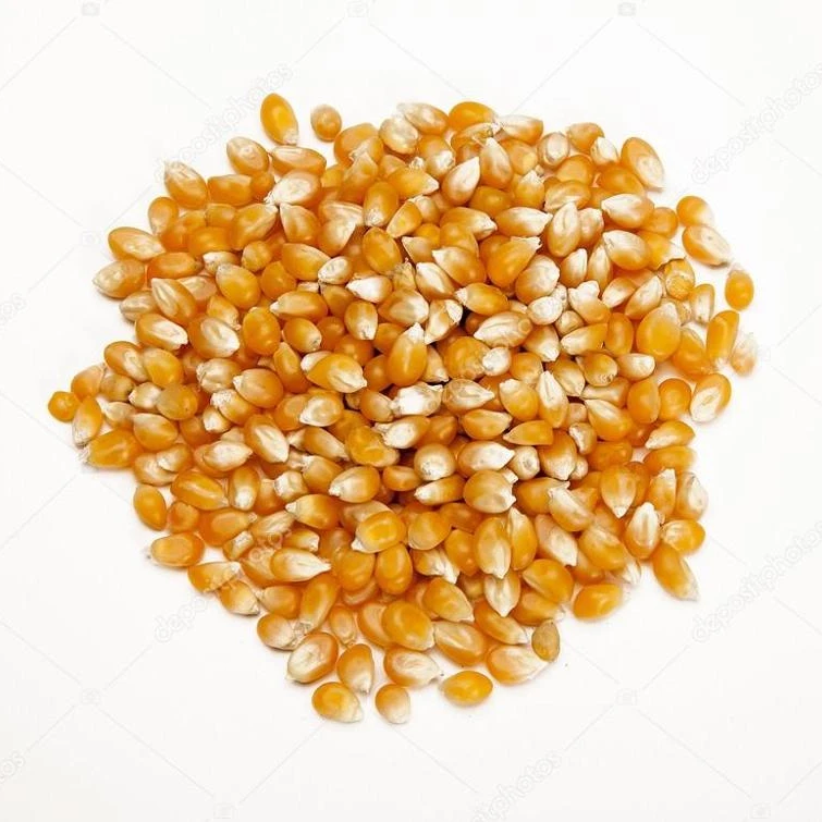 best quality dried style yellow corn/ dry maize for animal feed