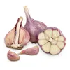 /product-detail/fresh-white-garlic-purple-garlic-for-sale-ready-to-export-from-egypt-season-2019-62010106558.html