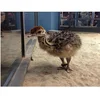 /product-detail/healthy-wholesale-ostrich-chicks-for-sale-62011182165.html