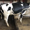 Breed Holstein heifers / Friesian cattle , Aberdeen Angus Fattening Beef,Live Dairy Cows and Goats