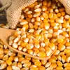/product-detail/yellow-corn-maize-for-animal-feed-yellow-corn-for-poultry-feed-62012835851.html