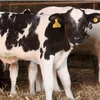 /product-detail/angus-fattening-beef-live-dairy-cows-pregnant-holstein-heifers-62015336129.html