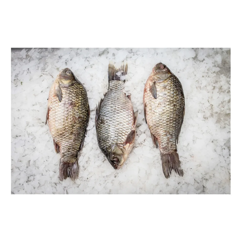 crucian carp carcass (carassius)