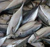 /product-detail/fresh-frozen-whole-sardines-fish-wholesale-62014059631.html