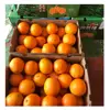 /product-detail/taiwan-export-wholesale-navel-oranges-fresh-62016255349.html