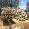Quality Kiln Dried oak, grab, birch, beech, dry Birch ash oak firewood