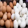 /product-detail/fresh-table-chicken-eggs-from-turkey-halal-for-sale-62015725057.html