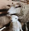 Veterinary Sheep & Goat Female Health Care - Pregnancy Care Medicine - Organic Ayurvedic Herbal Supplement