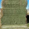 /product-detail/high-quality-alfafa-hay-for-animal-feeding-stuff-alfalfa-alfalfa-hay-62012557507.html