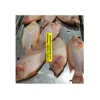 /product-detail/oreochromis-frozen-red-tilapia-fish-from-vietnam-with-high-quantity-frozen-tilapia-whole-round-fillet-scaled-gutted-62011129462.html