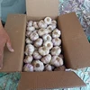 /product-detail/fresh-garlic-egypt-crop-2019-all-sizes-white-and-red-garlic-white-garlic-62012588430.html