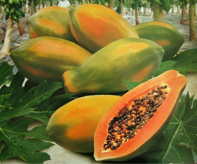 fresh papaya and dried(frozen) papaya from ukraine