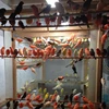 /product-detail/yorkshire-canary-birds-finches-lovebirds-with-free-cages-62011136739.html