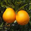 Fresh Citrus Naval oranges, Lemons,Mandarins,valencia orange,Lime for sale