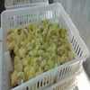 /product-detail/day-old-broiler-chicks-62005522735.html