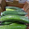 Fresh Cucumbers & Gherkins