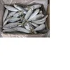 Adorable Quality Frozen Sardine Fish With Good Price