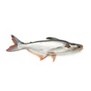 Catfish pangasius for export with competitive price