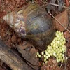 African Land snails for sale in BULK