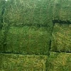 /product-detail/a-grade-high-quality-alfalfa-hay-62005481894.html