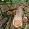 Teak wood logs/ sawn timber & Timber LOGs