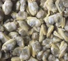 Frozen Boiled Good Vacuum Packed White Clams