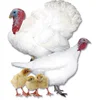 /product-detail/turkey-chicks-live-turkey-and-turkey-eggs-for-sale-62004879602.html