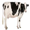 /product-detail/pregnant-dutch-holstein-heifers-holstein-heifers-friesian-cattle-aberdeen-angus-fattening-beef-live-dairy-cows-62005241615.html