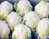 frozen cauliflower / green Cauliflower / Cauliflower seeds for sale