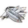 CHEAP !!! Frozen Sardine Fish/ Sardine Fillet for sale