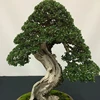 /product-detail/wholesale-home-ornamental-small-artificial-topiary-plants-bonsai-62004066092.html